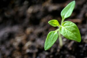 vegetable plants fbx growth