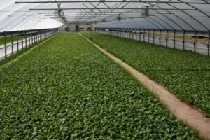 vegetable plants fbx growth