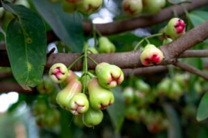 green and pink tropical fruits