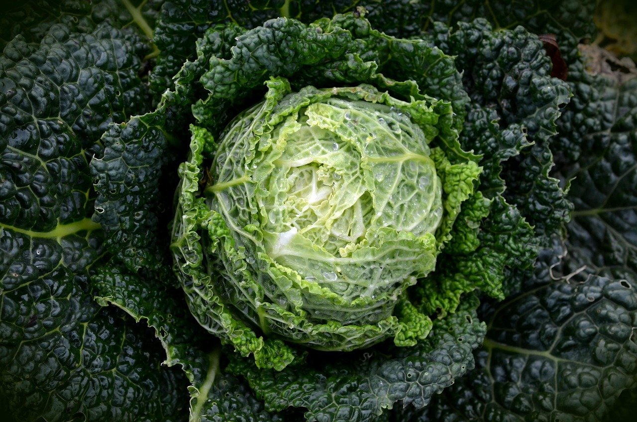 How to Store Green Leafy Vegetables
