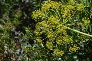 Fennel Vegetable Substitute