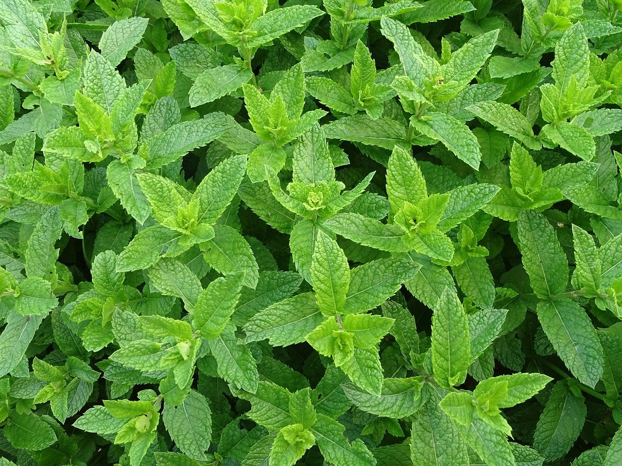 mint green color in italian desserts